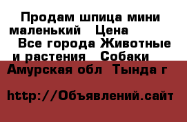 Продам шпица мини маленький › Цена ­ 15 000 - Все города Животные и растения » Собаки   . Амурская обл.,Тында г.